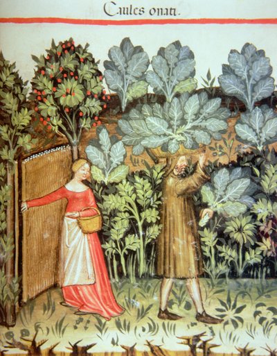 Harvesting Cabbages, from the Tacuinum Sanitatis Codex Vindobonensis by Italian School